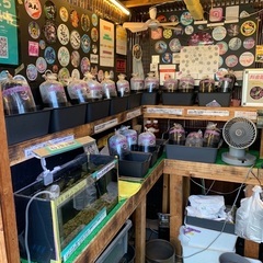 【五桜メダカ】 9月4日　横須賀めだか無人販売
