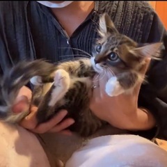 2ヶ月♡長毛メス♡美猫すぎ子猫♡