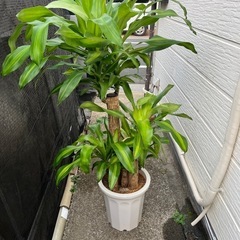観葉植物　幸福の木の画像