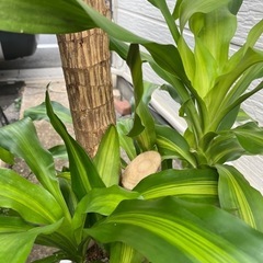 観葉植物　幸福の木の画像
