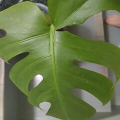 インテリア　観葉植物　モンステラ　デリシオーサ　　6号　53cm　の画像