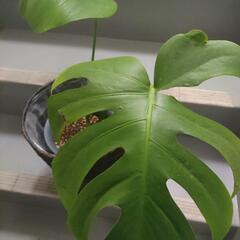 インテリア　観葉植物　モンステラ　デリシオーサ　　6号　53cm　の画像