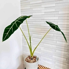 ★お値下げ★❸観葉植物✨稀少な子株✨アロカシア グリーンベルベット プラ鉢2号の画像
