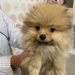 ポメラニアン 里親募集中