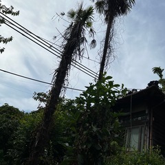 庭木、ガーデニング、シュロ (ヤシ目ヤシ科ヤシ属)の画像