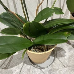 胡蝶蘭の苗の画像