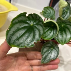 2個目半額🌟鉢なし※スイカぺぺ🍉ペペロミアの画像