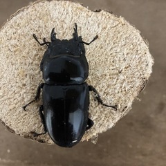 パラワンオオヒラタ幼虫の画像