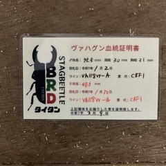 パラワンオオヒラタ幼虫の画像