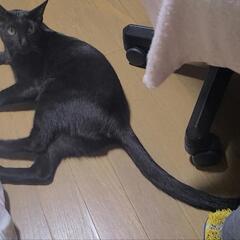 艶クロネコ - 猫