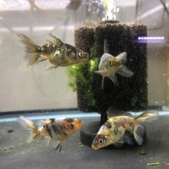 決まりました‼️引き取り限定‼️金魚 6匹の画像