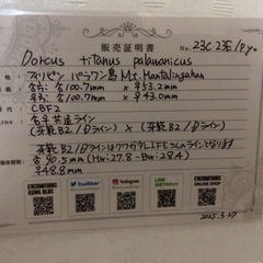 パラワンオオヒラタ幼虫の画像