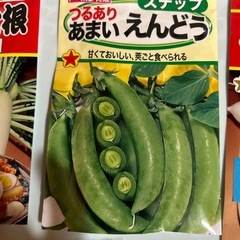 冬野菜🫛種の画像