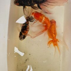 津軽錦①🐟の画像
