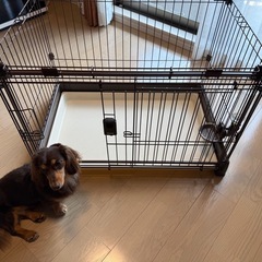 子犬🐶ケージの画像