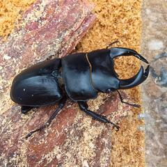【レア物】奈良県明日香産レッドアイ·オオクワガタ(新成虫)66.8mm♂♀ペア 累代F4の画像