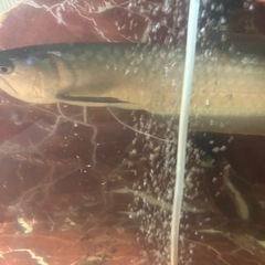 シルバーアロワナ 大型の画像