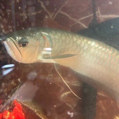 シルバーアロワナ 大型の画像