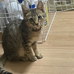 里親募集中の子猫🐱