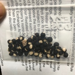 風船カズラの種　　3gの画像