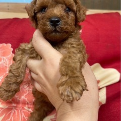 722産まれのプードル男の子②販売中