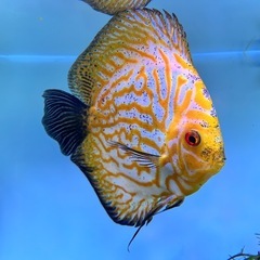 ディスカス　ピジョンブラッド 熱帯魚の画像
