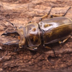 ババオウゴンオニクワガタ♂1頭の画像
