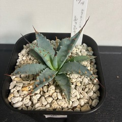 エボリスピナの画像