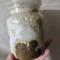国産オオクワガタ　新成虫♂単＋幼虫3頭（800菌糸ボトル1本目）の画像
