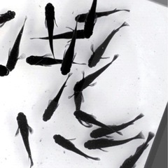 オロチ▪️メダカ.成魚オス３×メス⒉▪️計５匹の画像