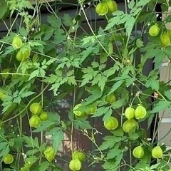 風船カズラの種　　3gの画像