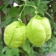 風船カズラの種　　3gの画像
