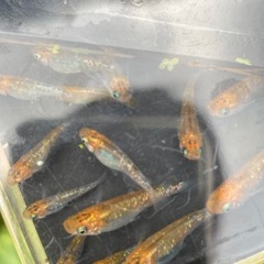 煌メダカ10匹+aの画像