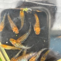 煌メダカ10匹+aの画像