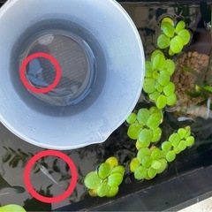 【追記有り】青メダカの稚魚～幼魚10匹他の画像