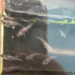 和墨メダカ10匹+
の画像