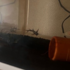 サカサナマズの画像