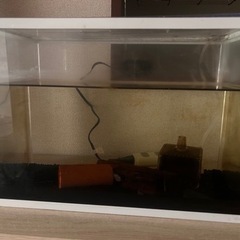 サカサナマズの画像