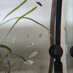 熱帯魚の画像