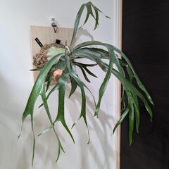 【大株】ビカクシダ　ブルーボーイ(P. Blueboy)　観葉植物　コウモリラン　インテリアグリーンの画像