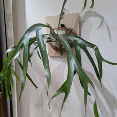 【大株】ビカクシダ　ブルーボーイ(P. Blueboy)　観葉植物　コウモリラン　インテリアグリーンの画像