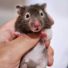 ゴールデンハムスター