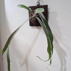 ビカクシダ ベイチーアーバンリバー (P. veitchii Auburn river) コウモリラン インテリアグリーンの画像