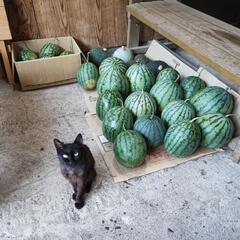 常陸太田 黄色小玉一玉。残り三玉です。の画像