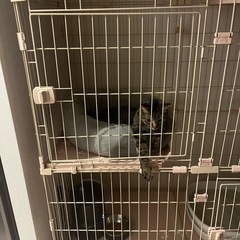猫　ゲージ　美品　3段の画像