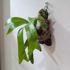 【コルク付】【子株付】アフリカン·オディッティ(P.African oddity)　観葉植物　コウモリランの画像