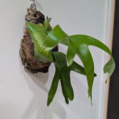 【コルク付】【子株付】アフリカン·オディッティ(P.African oddity)　観葉植物　コウモリランの画像