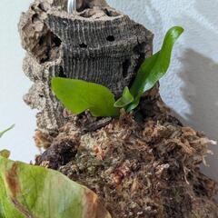 【コルク付】【子株付】アフリカン·オディッティ(P.African oddity)　観葉植物　コウモリランの画像