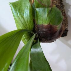 【コルク付】【子株付】アフリカン·オディッティ(P.African oddity)　観葉植物　コウモリランの画像