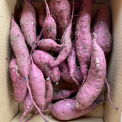 ⑤美味しいさつまいも仕上がりました！5キロ入りサービスで多めに入れさせていただきますの画像